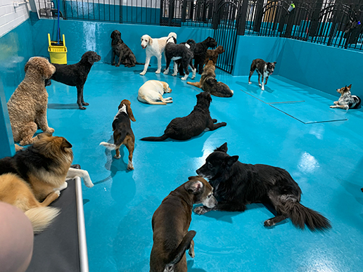 Posh Pooch Hotel & Daycare Indoor Play Area