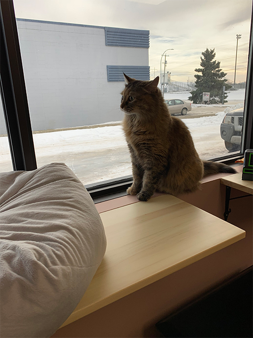 Posh Pooch Hotel & Daycare Cat Boarding Room - cat looking out window